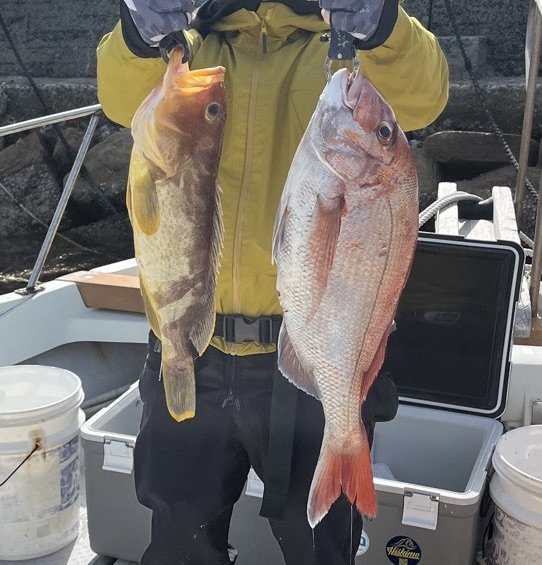 響灘で釣れたマダイとアオハタ